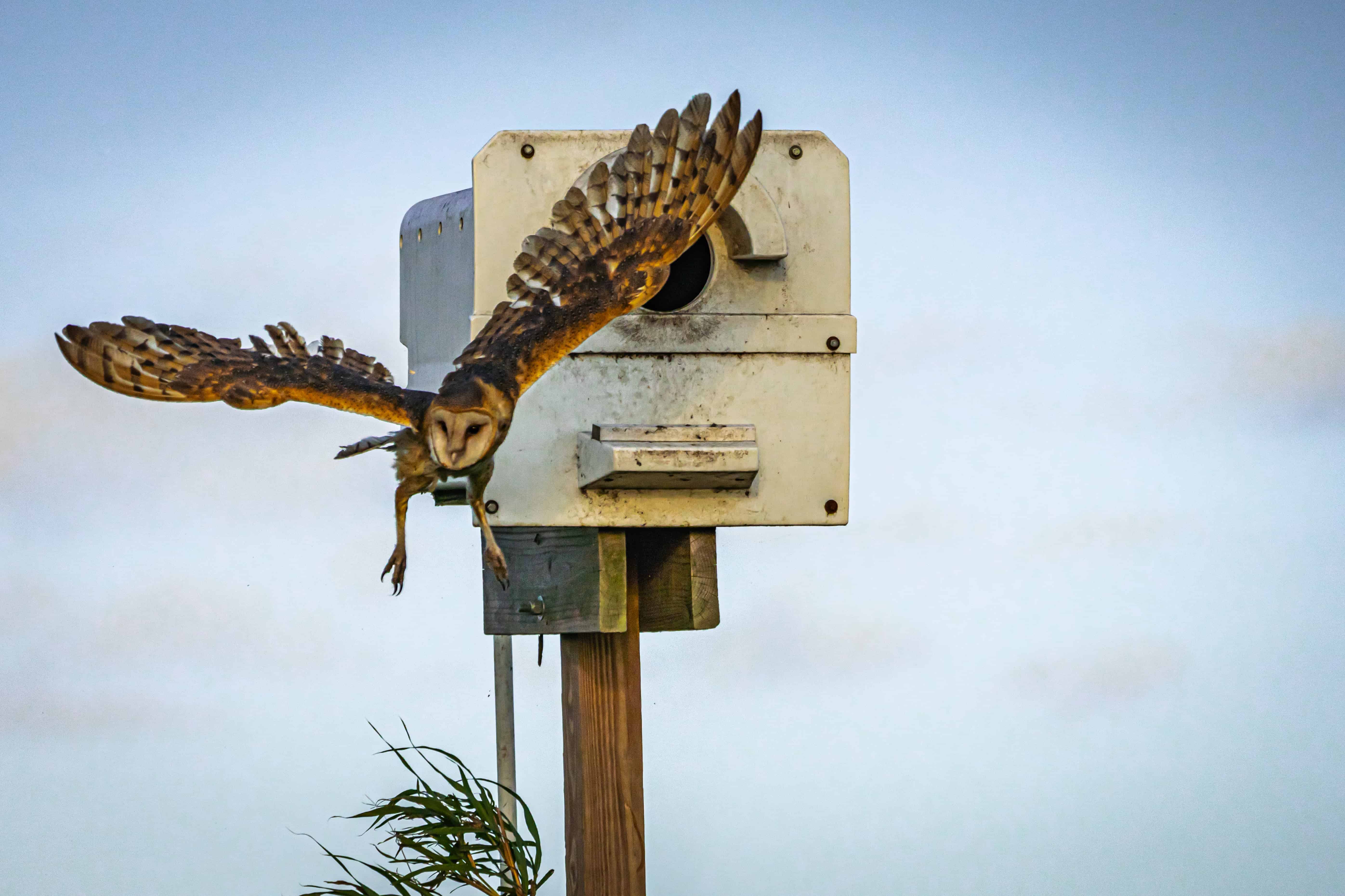 Meet The Amazing Florida Crystals Owls Florida Crystals   Farms   Owl In Flight Min Min 